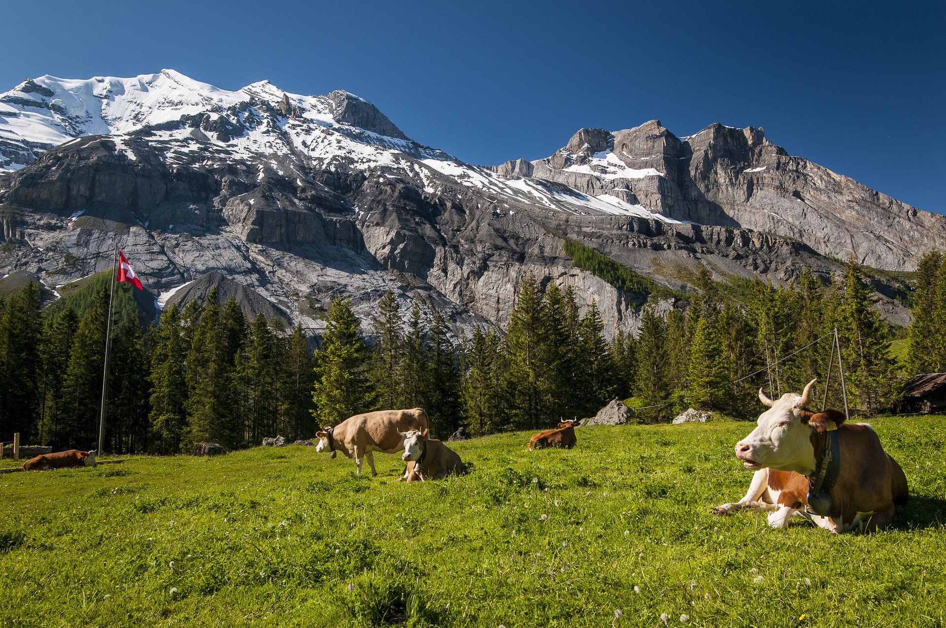 швейцария горы коровы switzerland луг