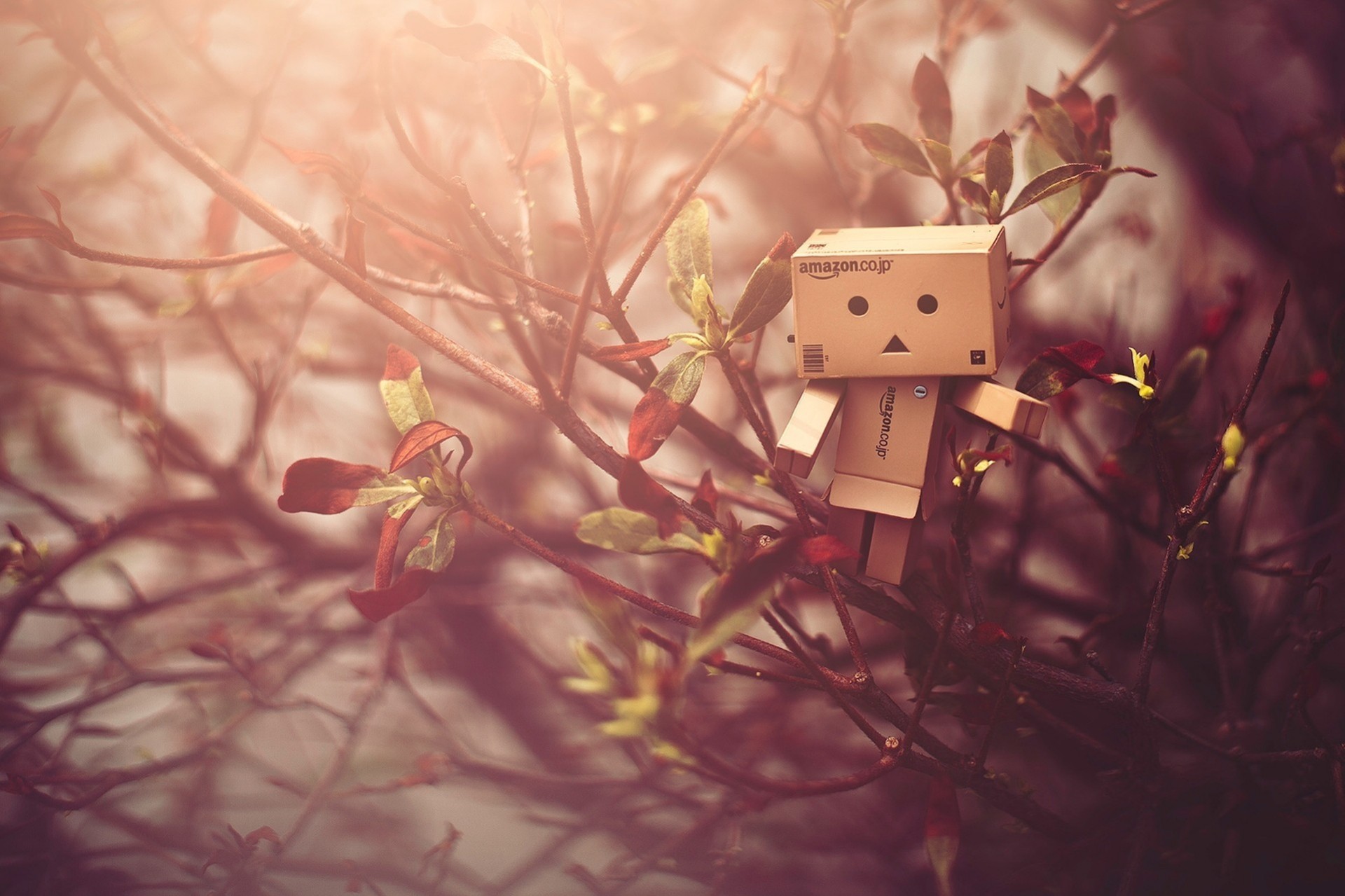 luce danbo acero legno