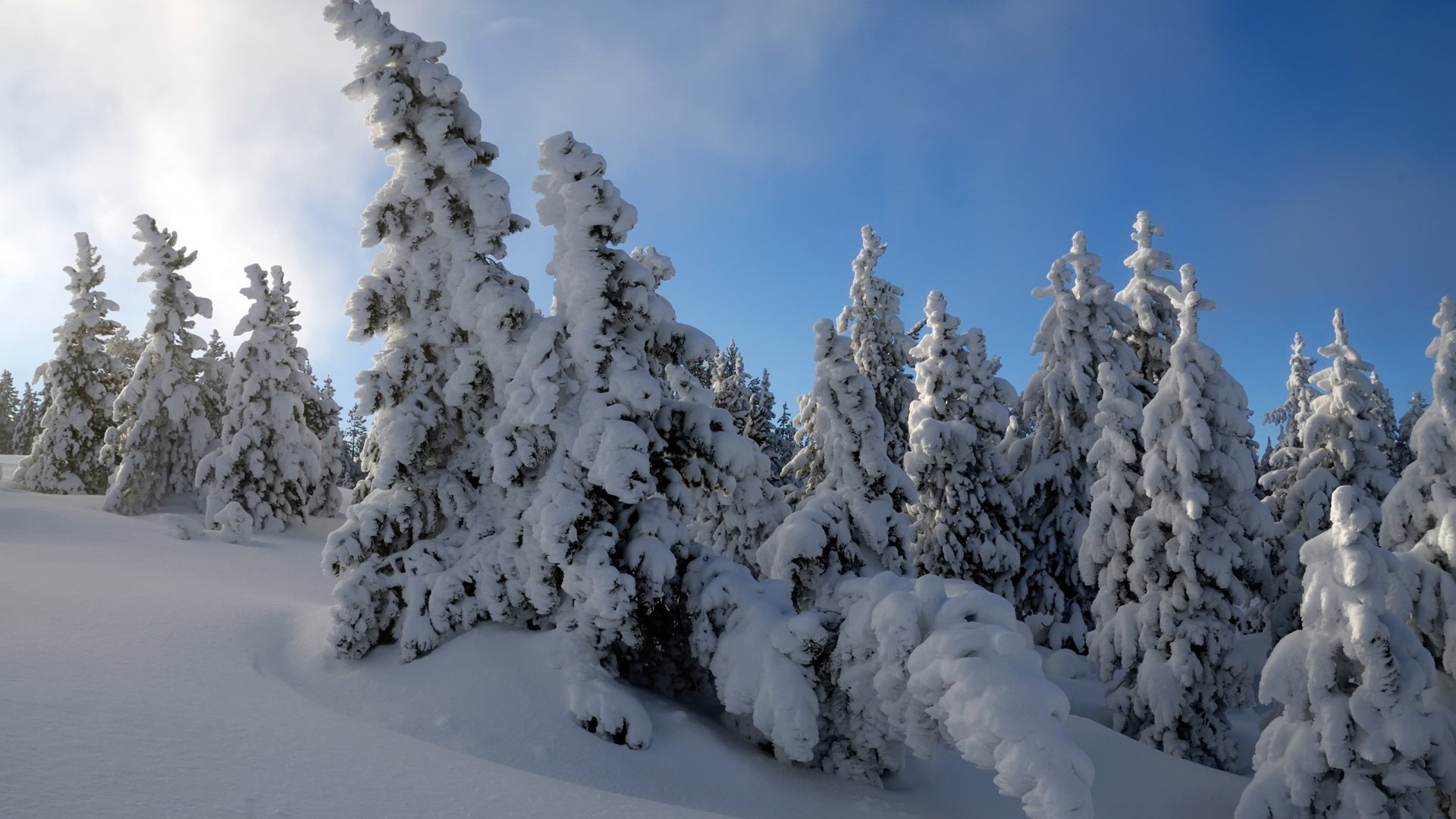 bäume schnee winter