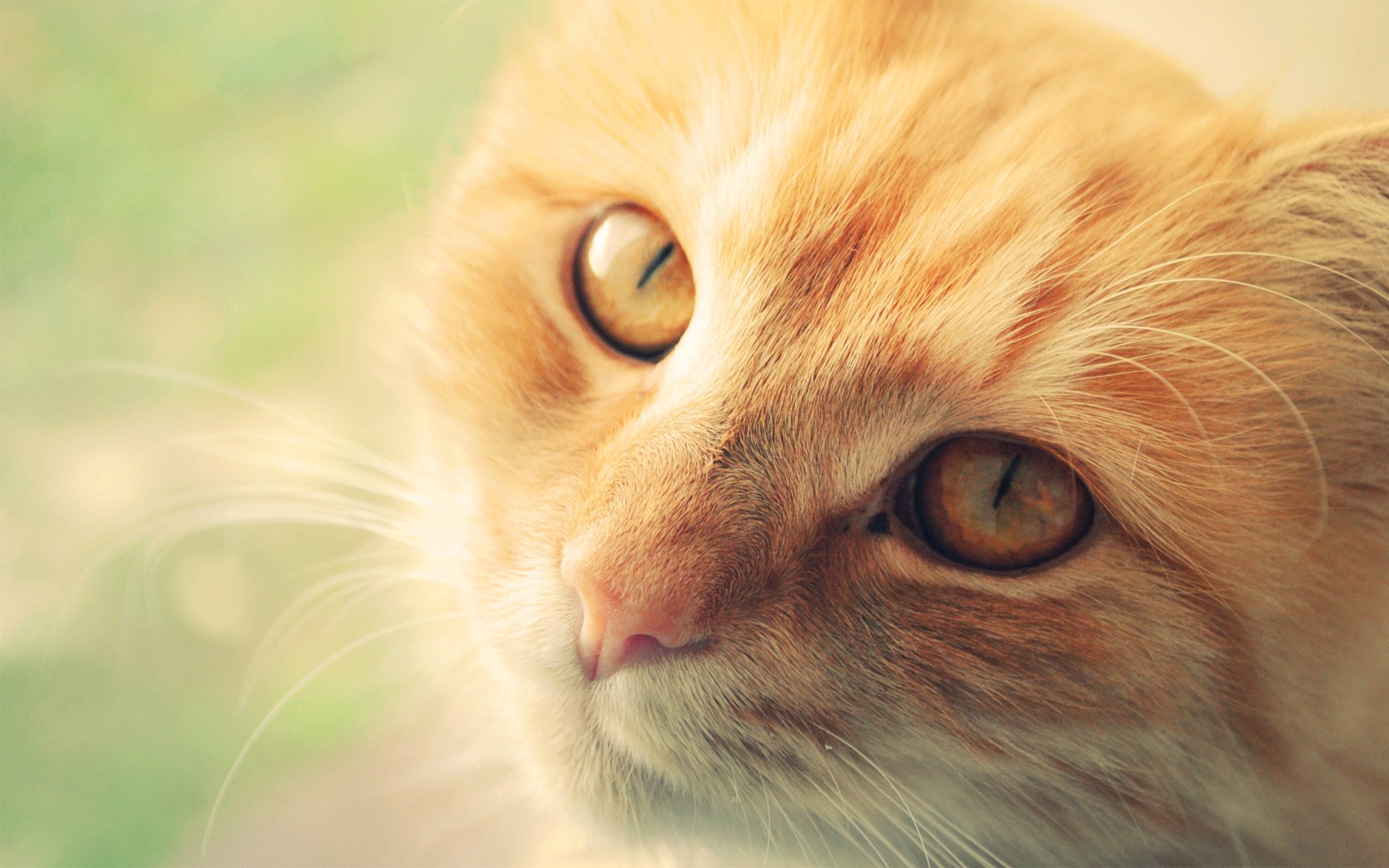 cat muzzle macro ginger cat