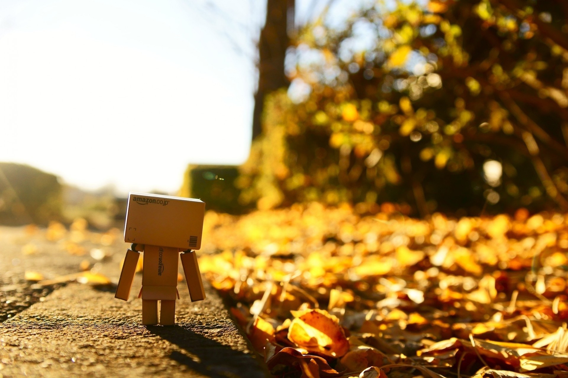 danbo solitario