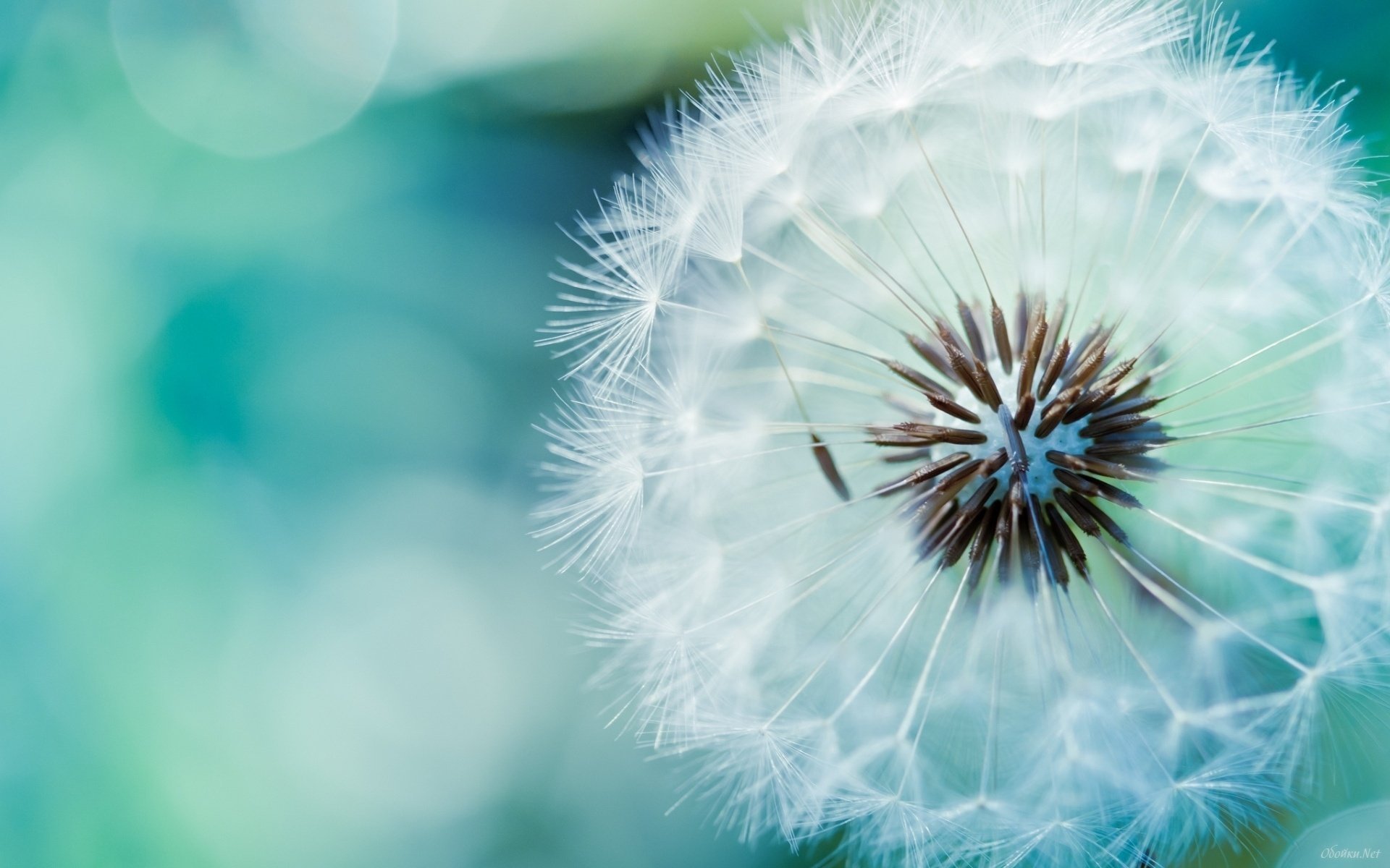 macro flowers dandelion