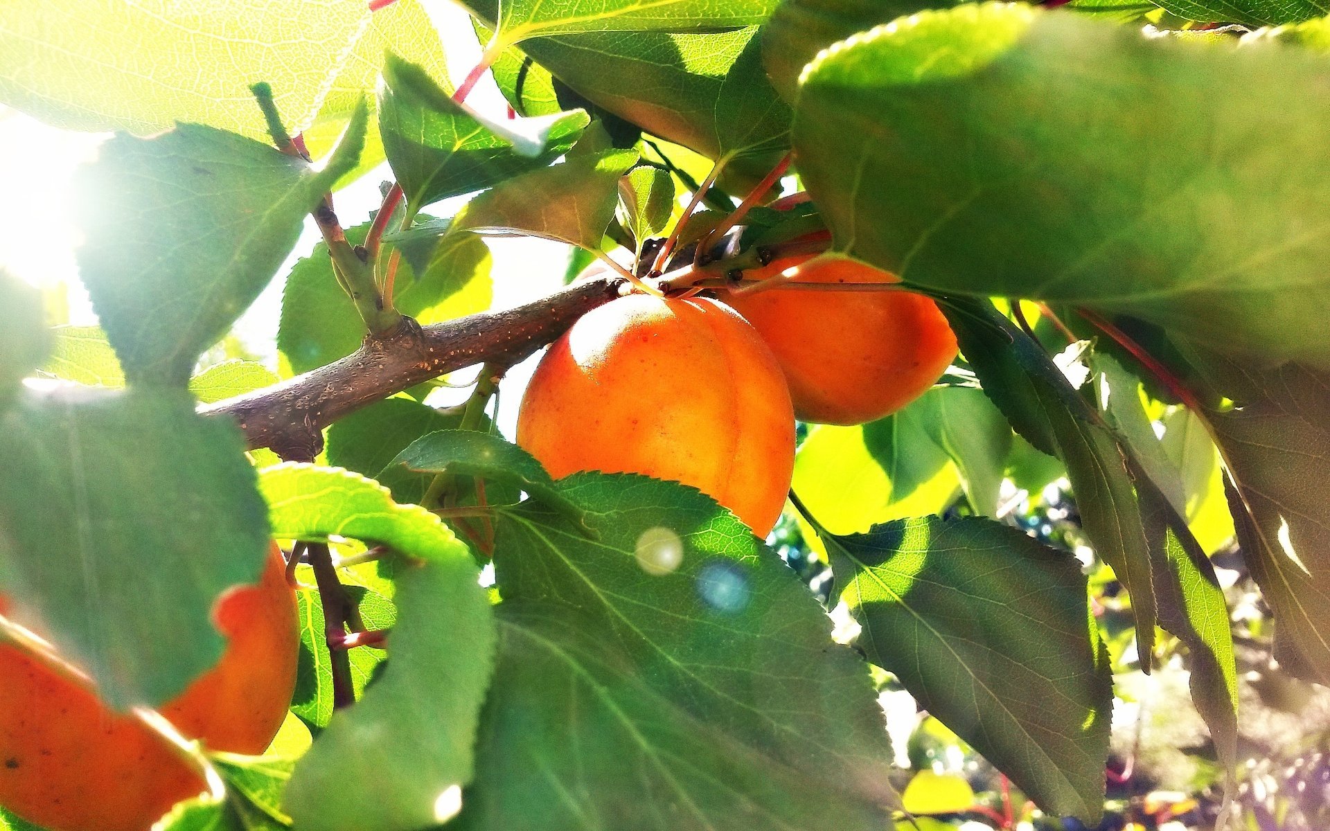 albaricoque verano sol fruta verde