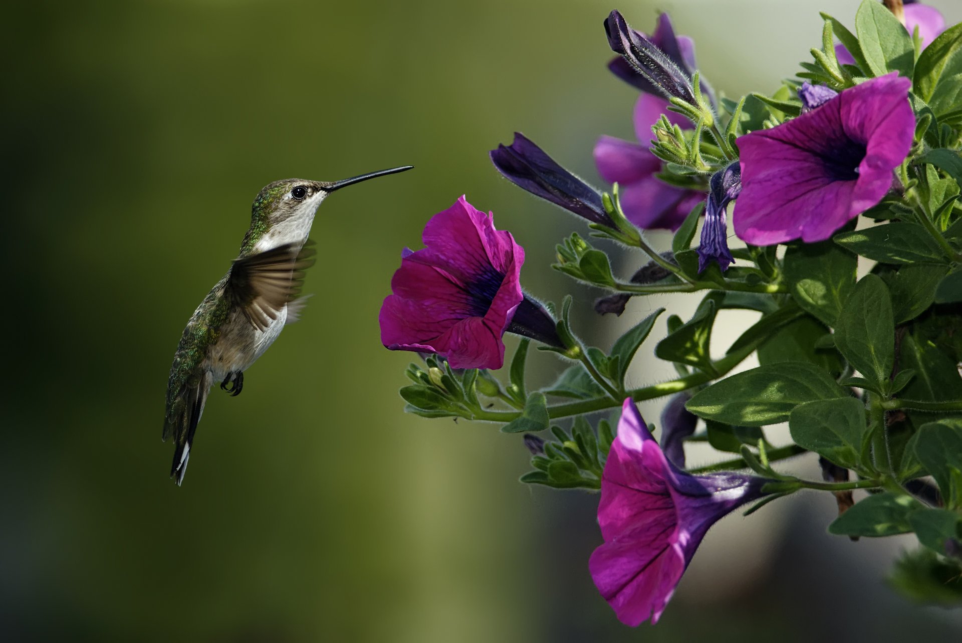 ptak kwiaty petunia makro koliber