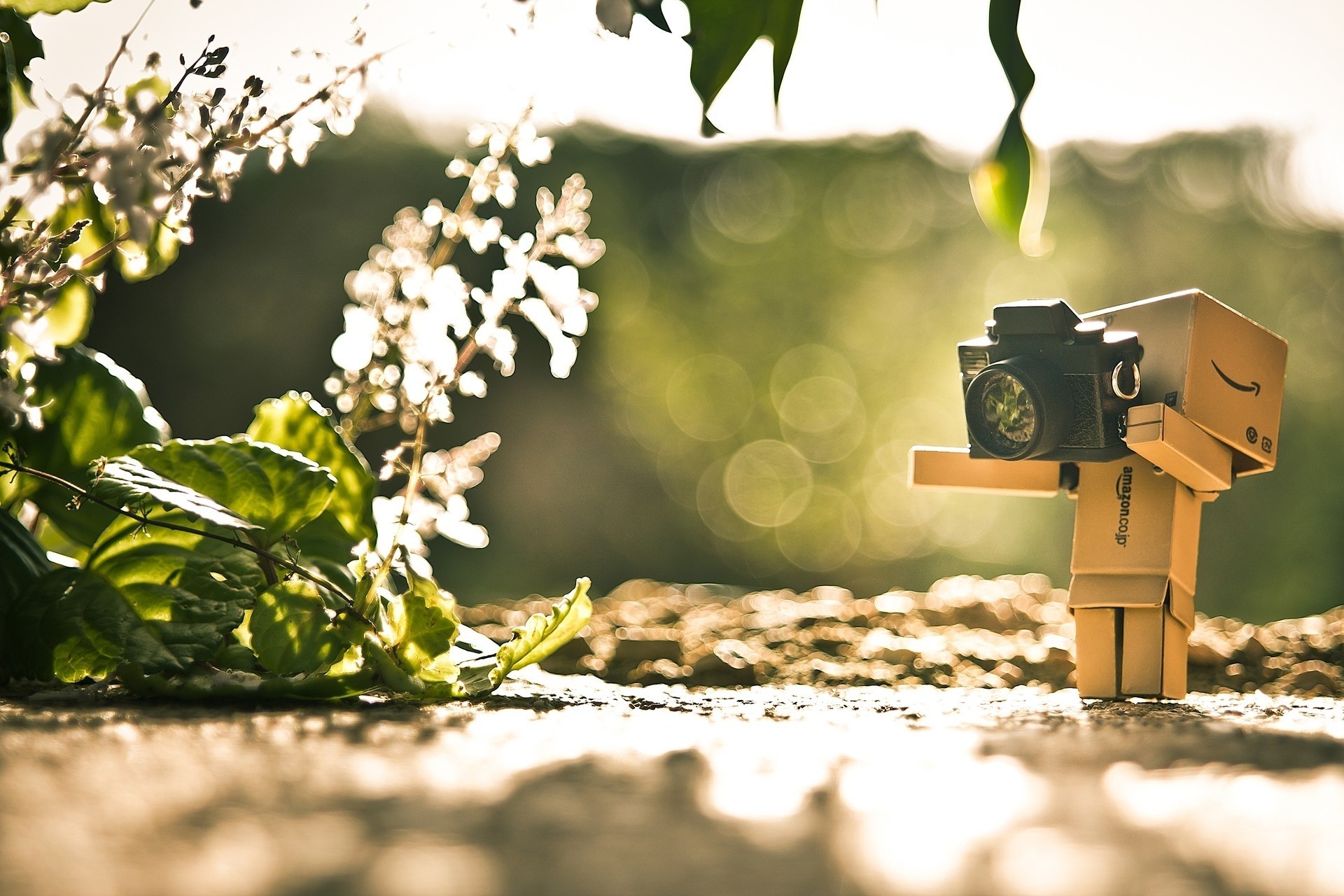 danbo carácter cámara pintura