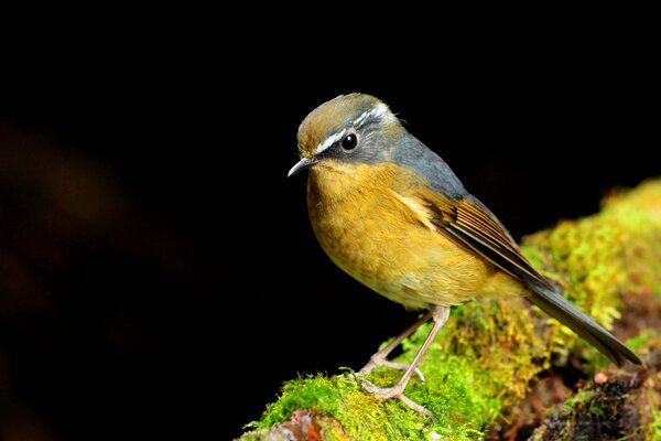 Nahaufnahme des gelben Vogels sitzt auf Moos