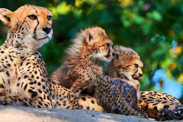 Familia de guepardos madre y sus gatitos