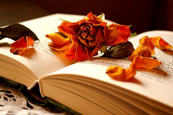 Dried rose petals on a book