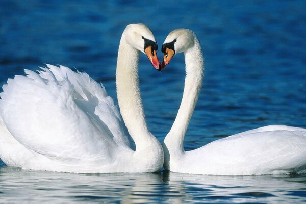 Beautiful white swans couple