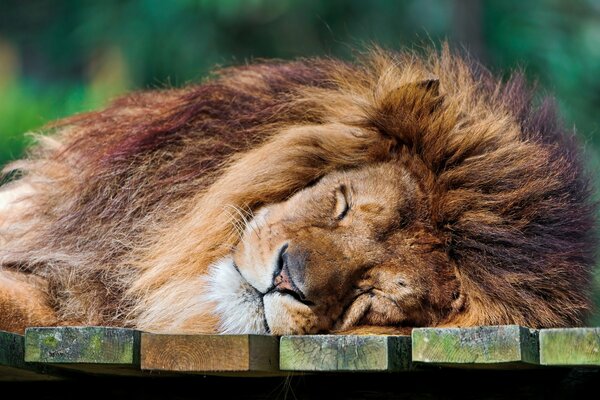 Simpatico Leone addormentato sulle tavole