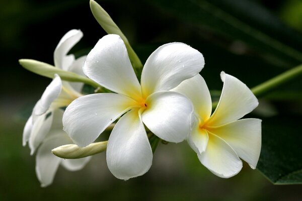 Bellissimi fiori bianchi estivi di plumeria