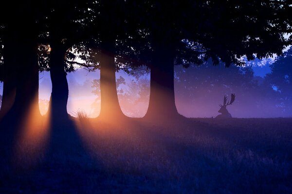 Sunset and dusk in the forest