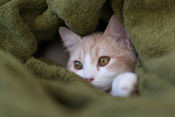 Gatto rosso in un asciugamano verde Peloso