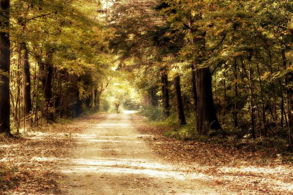 Straße im Wald in der Natur unter Bäumen