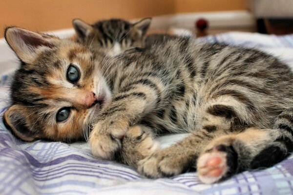 Chat et chaton se trouvent sur un lit rayé