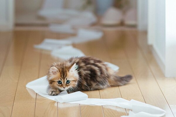 Chaton sur le sol joue avec du papier toilette