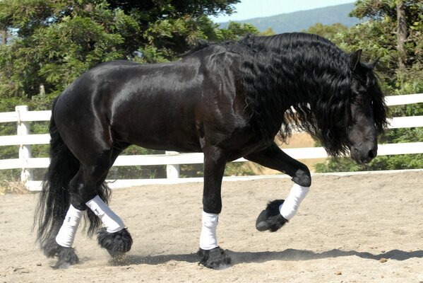 Caballo negro semental en la carrera