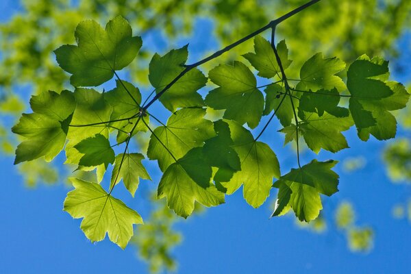 Branche avec des feuilles sur fond de ciel