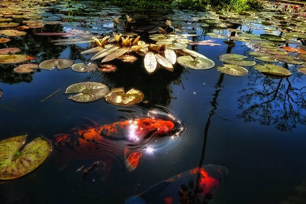 Rote Fische schwimmen unter Seerosen