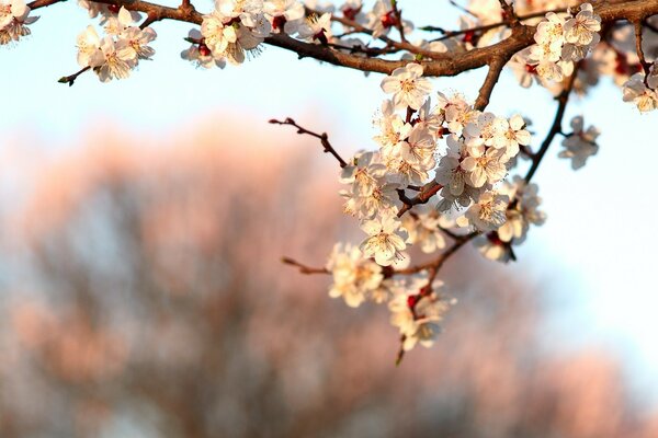 Flor de una rama de Sakura en primavera