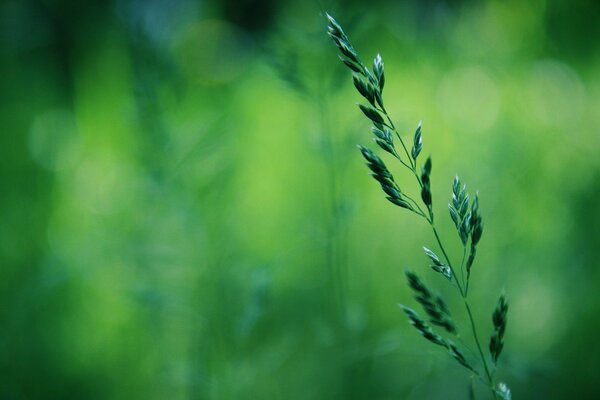 A branch of grass in macro photography