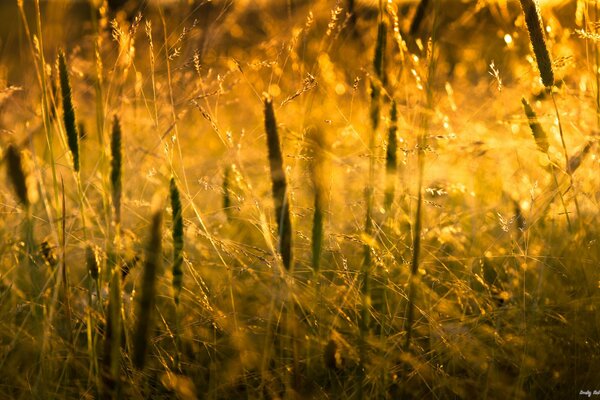 Hierba de campo en el fondo de la puesta de sol