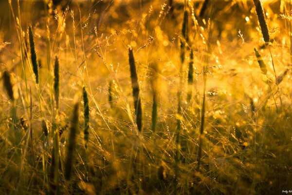 Полевая трава на фоне заката