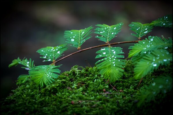 Green moss and a branch in dew