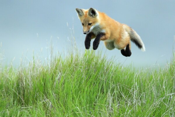 A little fox cub jumps in the grass