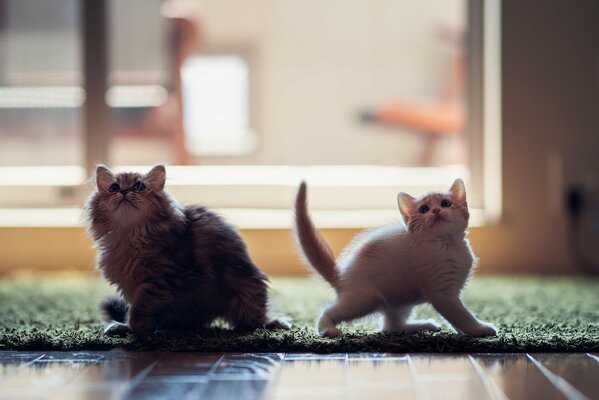 Chat et chaton sur le sol dans la maison