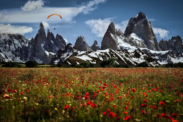 Fiori rossi in un campo su uno sfondo di montagne innevate