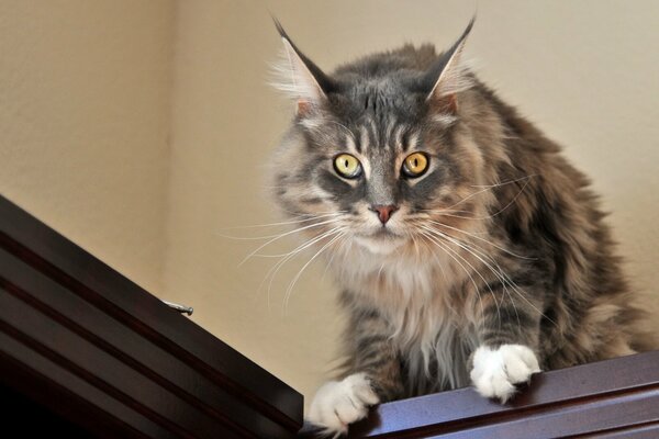 Der böse Blick der grauen Katze schaut aus dem Schrank