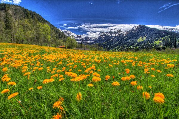 Alpine meadows strewn with dandelions