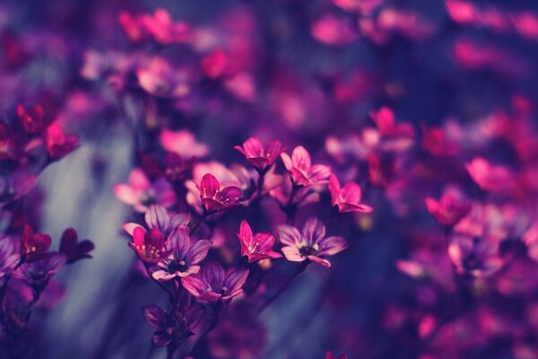 Gorgeous beautiful purple flowers