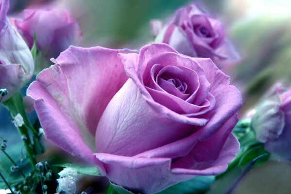 Rose lilas avec feuilles fanées