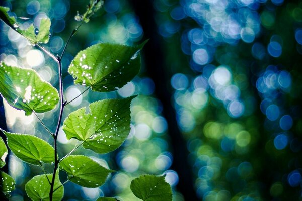 Branche avec des feuilles sur fond de nature