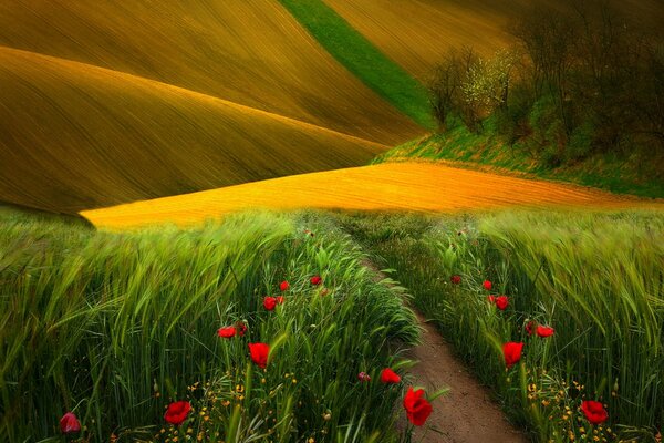 Un camino estrecho en un campo verde