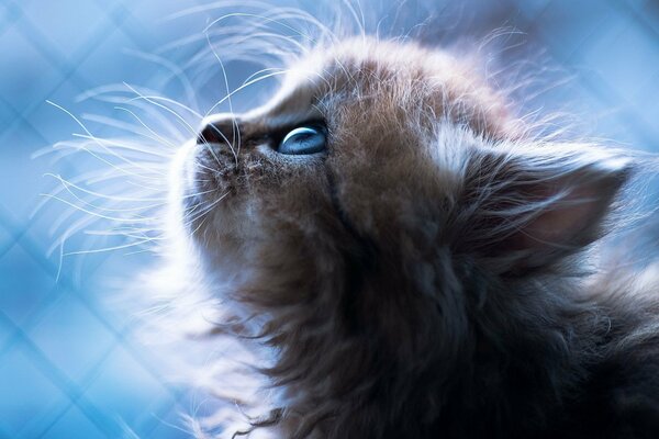 Cute kitten on a blue background