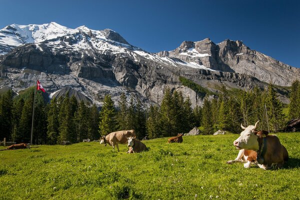 Vaches sur la pelouse dans les Alpes suisses