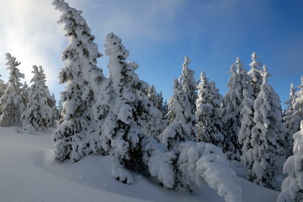 In winter, the trees in the forest were covered with fluffy snow