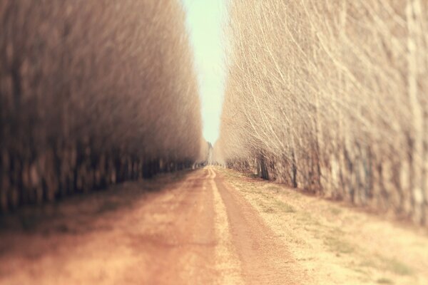 Blurred trees along a dirt road