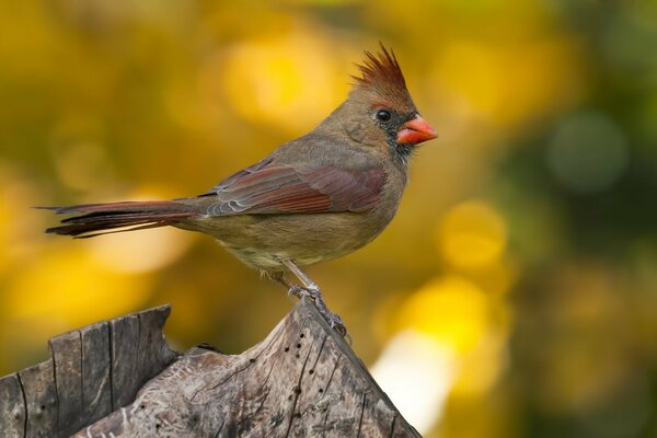 Beautiful cardinal color , a bird with a tuft