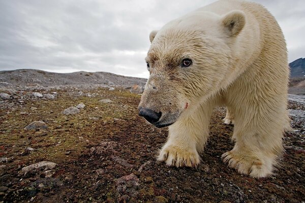 Ours du Nord dans des conditions naturelles