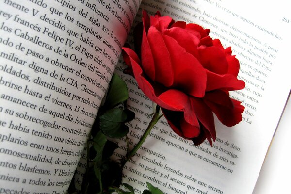 A red rose in a bud on a book