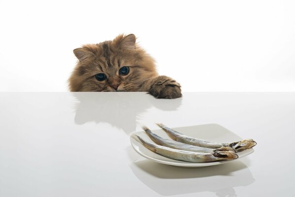 A kitten looks at a plate of fish