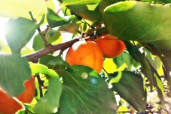 Abricots sur l arbre illuminés par le soleil