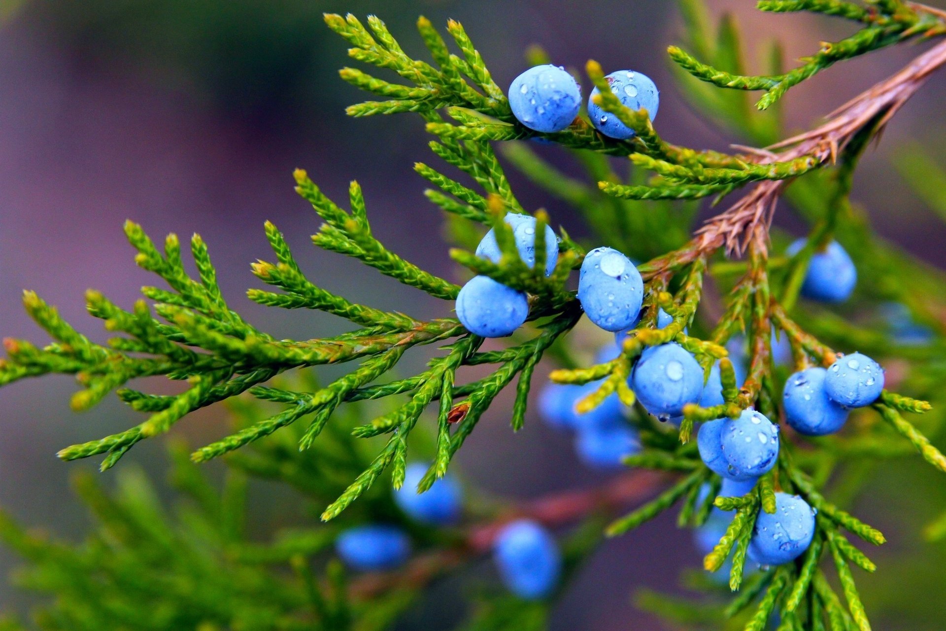 autumn juniper branch plant macro nature