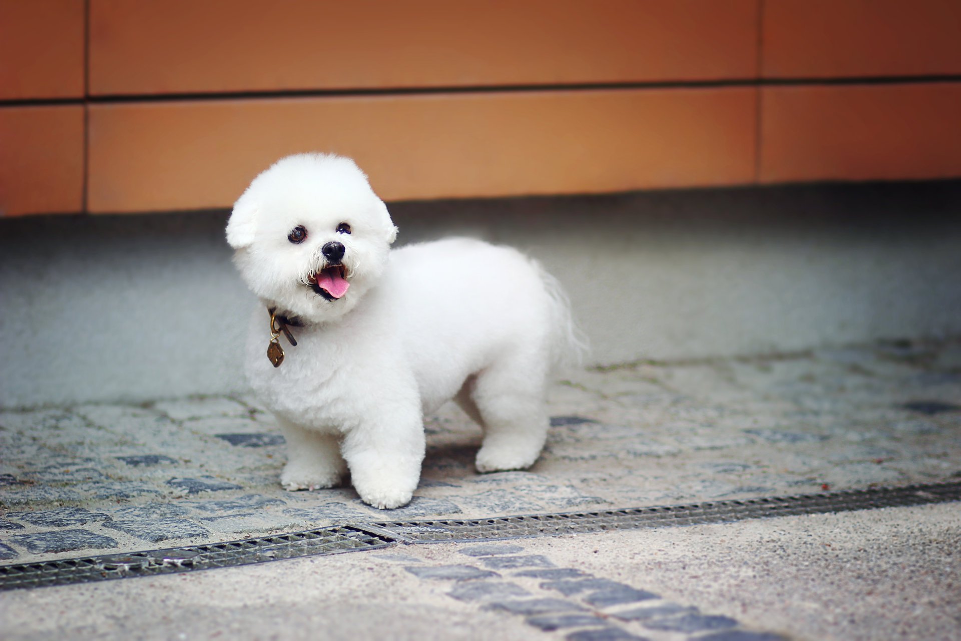 doggy baby plush cute puppy zoo dog