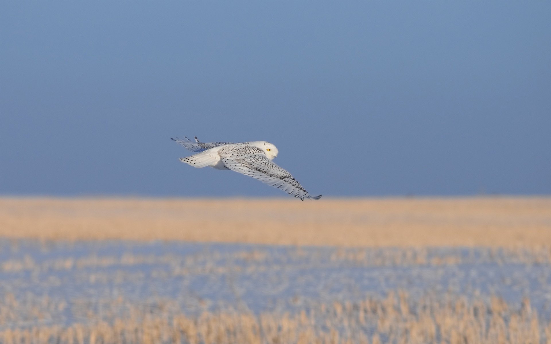 oiseau hibou froid vol blanc sec herbe