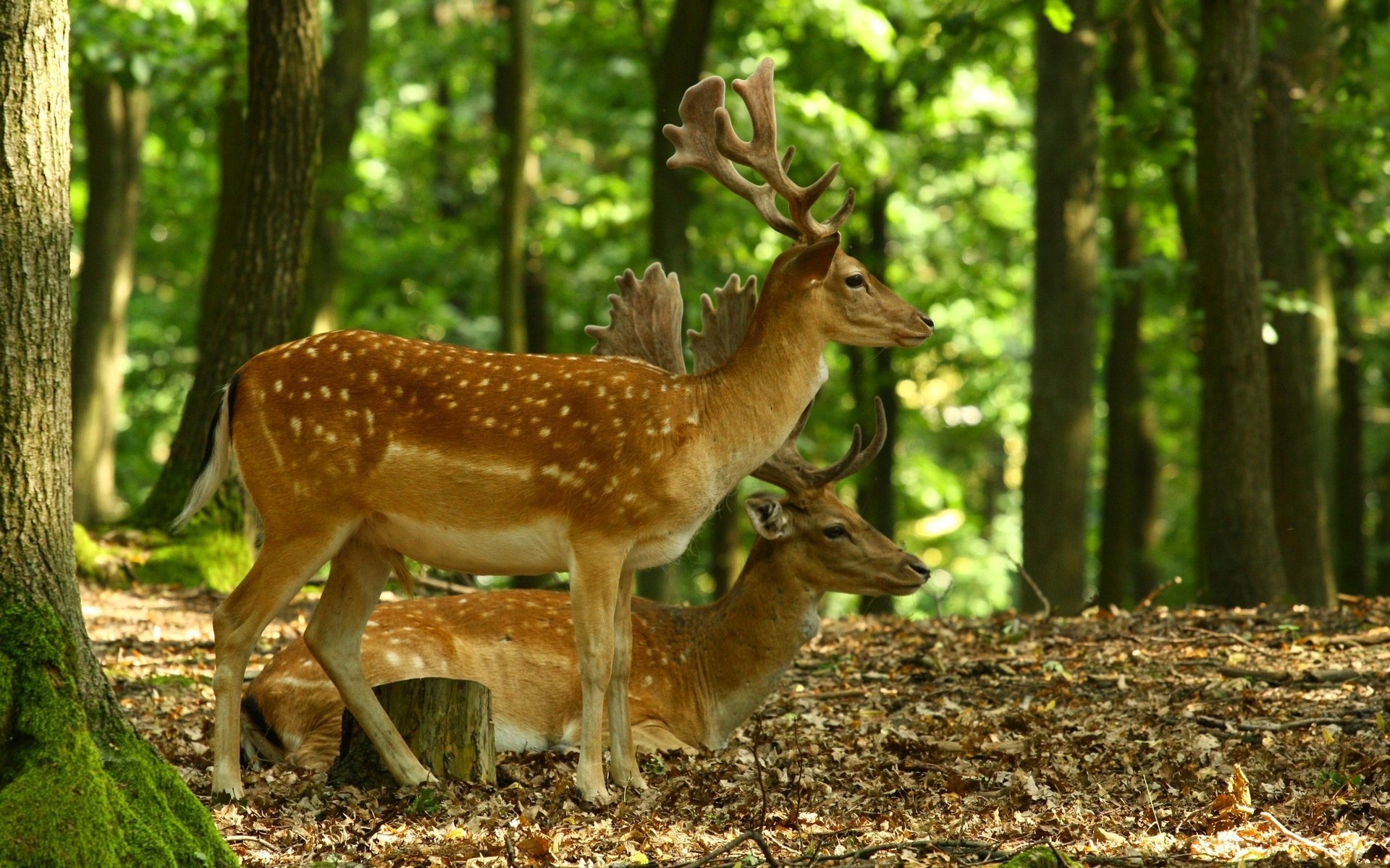 hirsche hörner wald natur